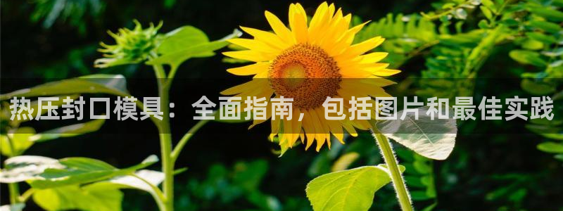 易倍申安理申区别：热压封口模具：全面指南，包括图片和最佳