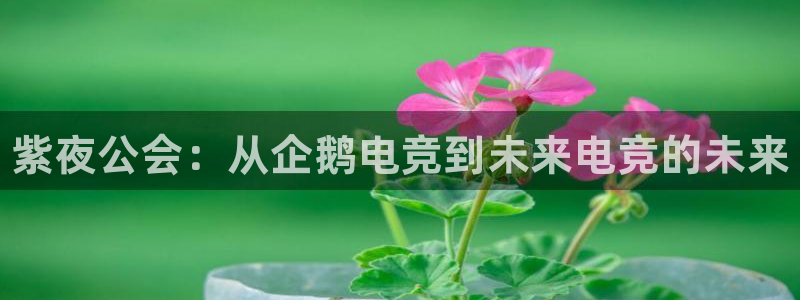 小艾电竞app：紫夜公会：从企鹅电竞到未来电竞的未来