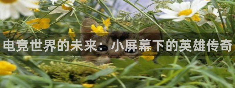小艾电竞网页版登录：电竞世界的未来：小屏幕下的英雄传奇